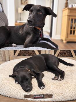Vienna -  Labrador Retriever Dog for Adoption in Nashville, Tennessee - Vienna | PetCurious
