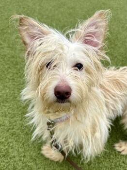 Mixed Breed Dogs Available for Adoption in Wichita, Kansas - Barklay | PetCurious