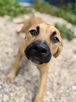 Mia Farrow -  Mixed Breed Dog for Adoption in New Orleans, Louisiana - Mia Farrow | PetCurious