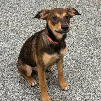 Sage -  Shepherd and Mixed Breed Dog for Adoption in Las Vegas, Nevada - Sage | PetCurious