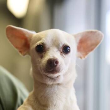 LEPUS -  Chihuahua Dog for Adoption in San Antonio, Texas - LEPUS | PetCurious