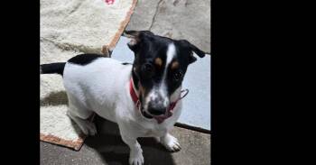 Tater Tot -  Rat Terrier Dog for Adoption in Papillion, Nebraska - Tater Tot | PetCurious