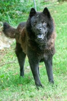 Dallas -  Chow Chow Dog for Adoption in Johnson City, Tennessee - Dallas | PetCurious
