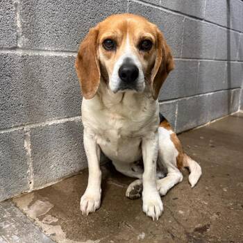 Beagle Dogs Available for Adoption - Eli | PetCurious