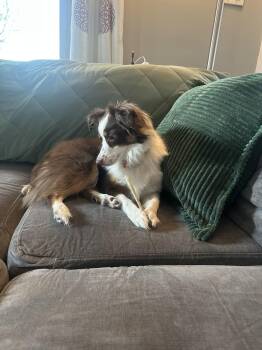 Honey -  Australian Shepherd Dog for Adoption in Akron, Ohio - Honey | PetCurious
