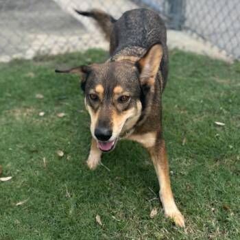 Rescue German Shepherd Dog and Mixed Breed Dogs for Adoption in Texas City, Texas - XENA | PetCurious
