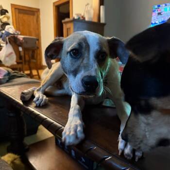 Ruger--In Foster -  Yellow Labrador Retriever and Mixed Breed Dog for Adoption in Fargo, North Dakota - Ruger--In Foster | PetCurious