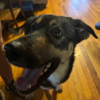 Fezzik -  Mixed Breed Dog for Adoption in Columbus, Georgia - Fezzik | PetCurious