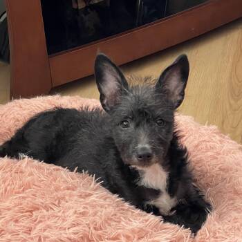 Terrier and Poodle Dogs Available for Adoption - Elsie | PetCurious
