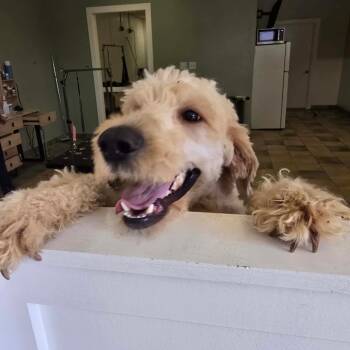 Golden Retriever and Yellow Labrador Retriever Dogs Available for Adoption in New Orleans, Louisiana - Wendell (Benefactor Dog) | PetCurious