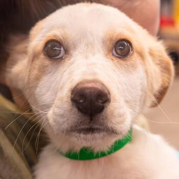 Mixed Breed Dogs Available for Adoption in Kennebunk, Maine - Ethan *Avail By Appt* | PetCurious