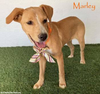 Marley -  Labrador Retriever Dog for Adoption in San Diego, California - Marley | PetCurious