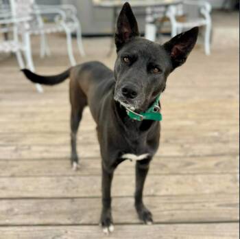 German Shepherd Dog and Labrador Retriever Dogs Available for Adoption - Pearl | PetCurious