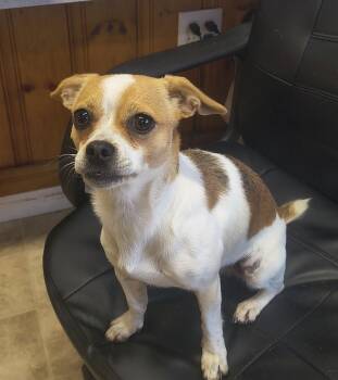 Chihuahua and Pug Dogs Available for Adoption - Kate | PetCurious