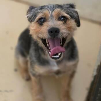 Otto- City of Industry Location -  Terrier and Yorkshire Terrier Dog for Adoption in Chino Hills, California - Otto- City Of Industry Location | PetCurious