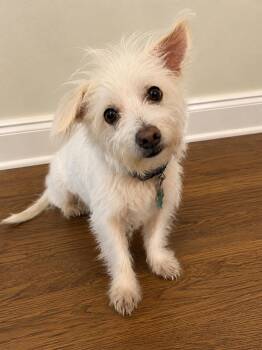 Silky Terrier Dogs Available for Adoption in Douglas, Georgia - Mojo | PetCurious
