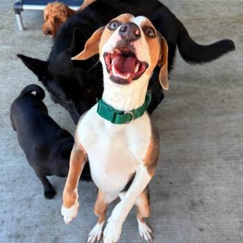 Mr. Pibb -  Beagle and Mixed Breed Dog for Adoption in Fayetteville, Arkansas - Mr. Pibb | PetCurious