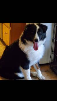 Rescue Australian Shepherd Dogs for Adoption in Indianapolis, Indiana - Ryder | PetCurious