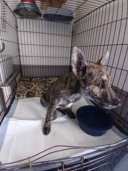 Bubbles -  Dutch Shepherd and American Bully Dog for Adoption in Bonita, California - Bubbles | PetCurious