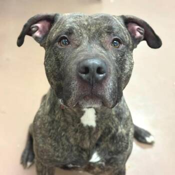 Mixed Breed Dogs Available for Adoption - Home Fries | PetCurious