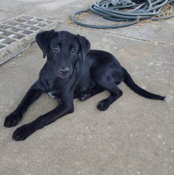 Rescue Labrador Retriever Dogs for Adoption in Palatine, Illinois - Martina | PetCurious