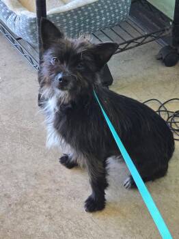 Terrier Dogs Available for Adoption in New Braunfels, Texas - Stripes | PetCurious