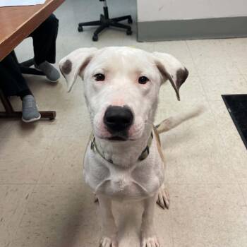 Cairo D11906 -  Labrador Retriever and Pit Bull Terrier Dog for Adoption - Cairo D11906 | PetCurious