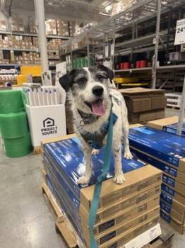 Rescue Terrier Dogs for Adoption in Sevierville, Tennessee - Arthur | PetCurious