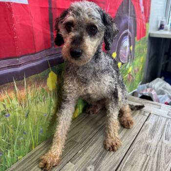Georgie -  Poodle Dog for Adoption in Normal, Illinois - Georgie | PetCurious