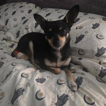 Molly -  Chihuahua Dog for Adoption in Dayton, Ohio - Molly | PetCurious
