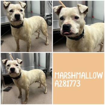 American Bulldog and Mixed Breed Dogs Available for Adoption in Macon, Georgia - MARSHMALLOW | PetCurious