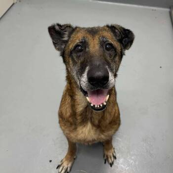 Rescue German Shepherd Dog Dogs for Adoption in Rocky Mount, Virginia - Margaret | PetCurious
