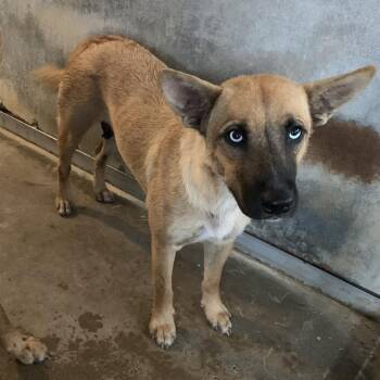 Lyra -  Shepherd Dog for Adoption in Edinburg, Texas - Lyra | PetCurious