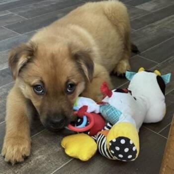 Polly -  Shepherd Dog for Adoption in Briarcliff Manor, New York - Polly | PetCurious