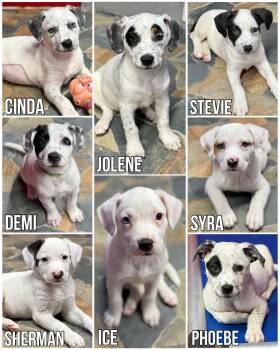 Pit Bull Litter -  Pit Bull Terrier Dog for Adoption in Glendale, Arizona - Pit Bull Litter | PetCurious
