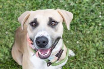Rescue Labrador Retriever and Mixed Breed Dogs for Adoption in Kansas City, Missouri - Smoke | PetCurious