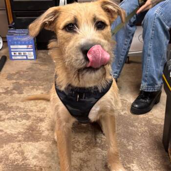Bruno Bear -  Terrier Dog for Adoption in Austin, Texas - Bruno Bear | PetCurious
