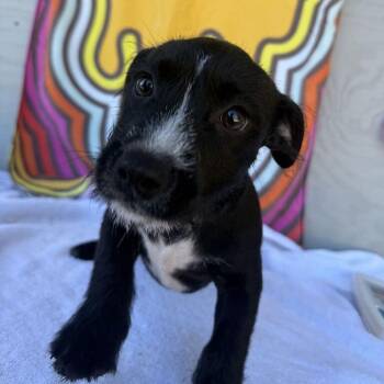 Corn Bread -  Labrador Retriever and Mixed Breed Dog for Adoption in Carencro, Louisiana - Corn Bread | PetCurious