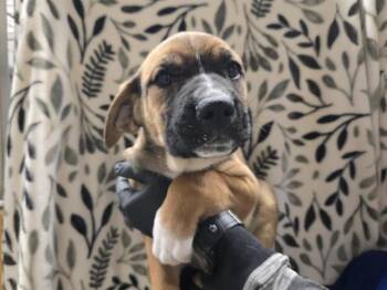 ENOKI -  German Shepherd Dog Dog for Adoption in Auburn, California - ENOKI | PetCurious