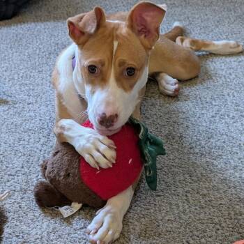 Mango -  Pit Bull Terrier and Mixed Breed Dog for Adoption in Alma, Wisconsin - Mango | PetCurious