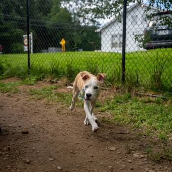 Cola -  Terrier and Mixed Breed Dog for Adoption in Pawling, New York - Cola | PetCurious