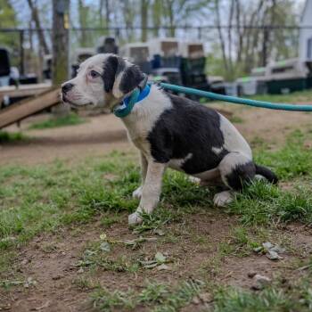 Labrador Retriever and Staffordshire Bull Terrier Dogs Available for Adoption in Pawling, New York - Rolls | PetCurious