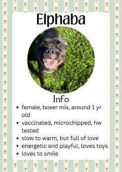Elphaba -  Boxer and Mixed Breed Dog Available for Adoption in Greensburg, Indiana - Elphaba | PetCurious