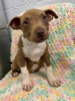 July -  American Staffordshire Terrier Dog Available for Adoption in Mobile, Alabama - July | PetCurious
