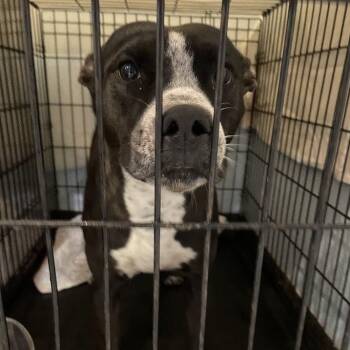 Lania -  Mixed Breed Dog for Adoption in Port Charlotte, Florida - Lania | PetCurious