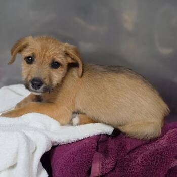 Harley -  Mixed Breed Dog for Adoption in Jefferson City, Tennessee - Harley | PetCurious