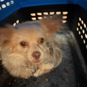 Luna Nina OS NV -  Chihuahua Dog for Adoption in Las Vegas, Nevada - Luna Nina OS NV | PetCurious