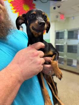 Louise -  Chihuahua Dog for Adoption in Nacogdoches, Texas - Louise | PetCurious