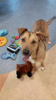 Shepherd Dogs Available for Adoption in Leverett, Massachusetts - Disco (FOSTERED LOCALLY) | PetCurious