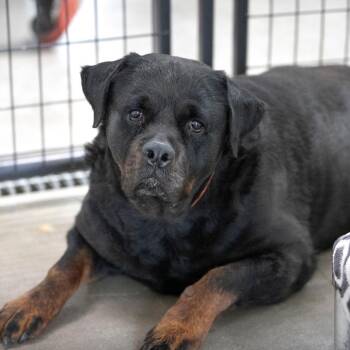 Bull (MY26-87) -  Rottweiler Dog for Adoption in Peyton, Colorado - Bull (MY26-87) | PetCurious